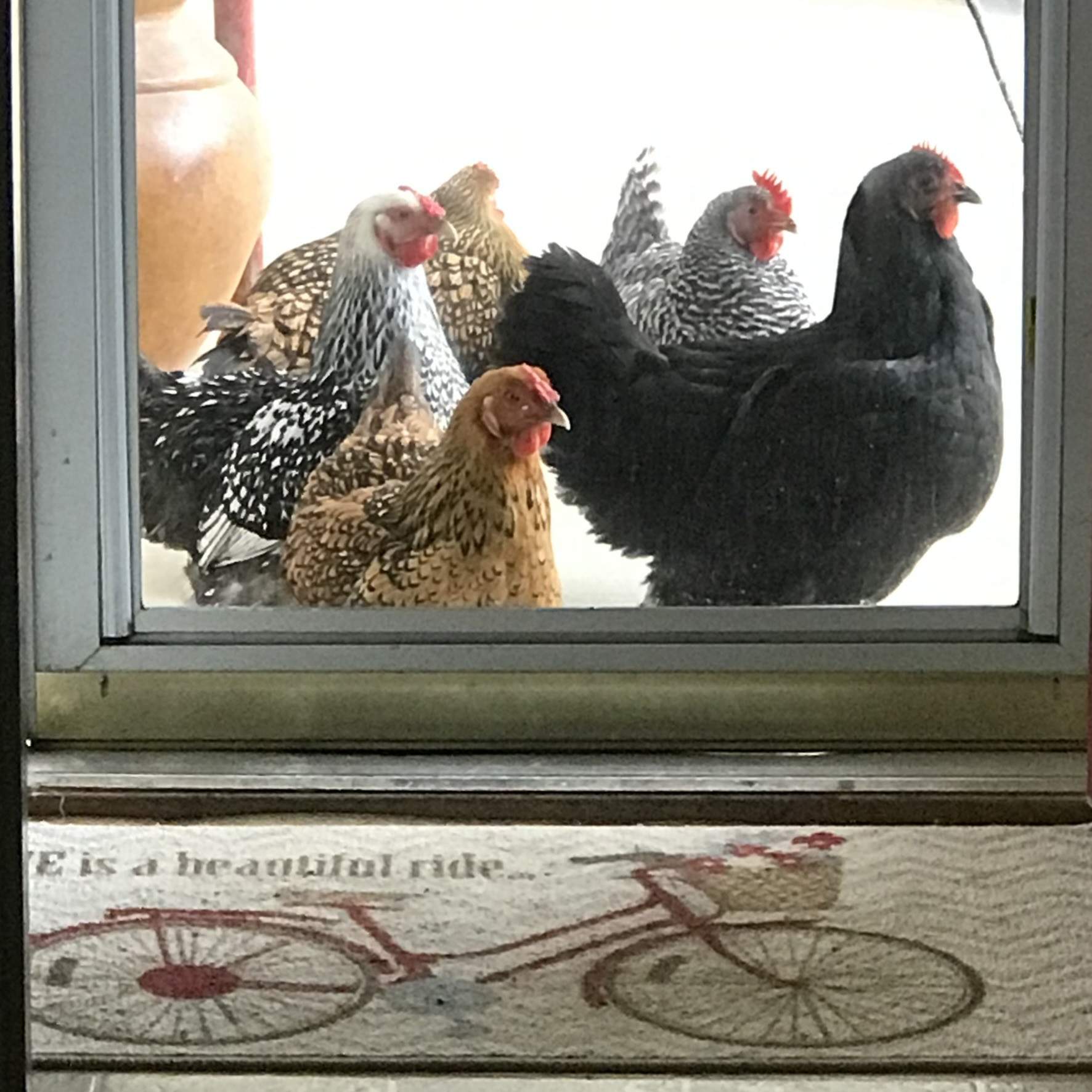 Five colorful chickens waiting at the glass door.