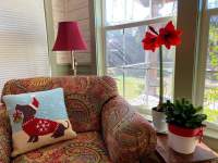 A comfortable upholstered chair with an amaryllis and Christmas cactus on the side table.