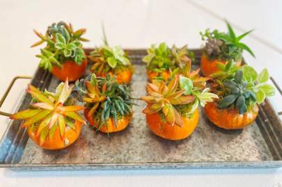 Galvanized tray with eight mini pumpkins with succulent arrangements on top of each.