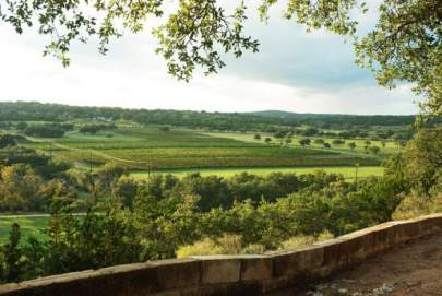 Hilltop view overlooking tree covered hills and vineyard of grapevines.  