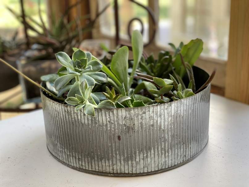 Metal pan repurposed for succulent planter.