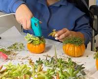 Woman is using glue gun to adhere succulents into the sphagnum moss on top of a mini pumpkin.