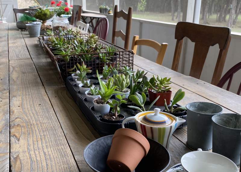 A long farmhouse table with a variety of succulent plants, containers, and potting materials.