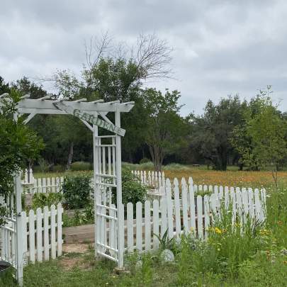 Garden surrounded by white picket fence. The gate is under a white picket arbor. 