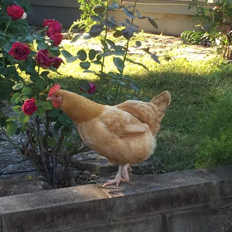 A yellow bantam chicken walks along the edge of a flower bed border.