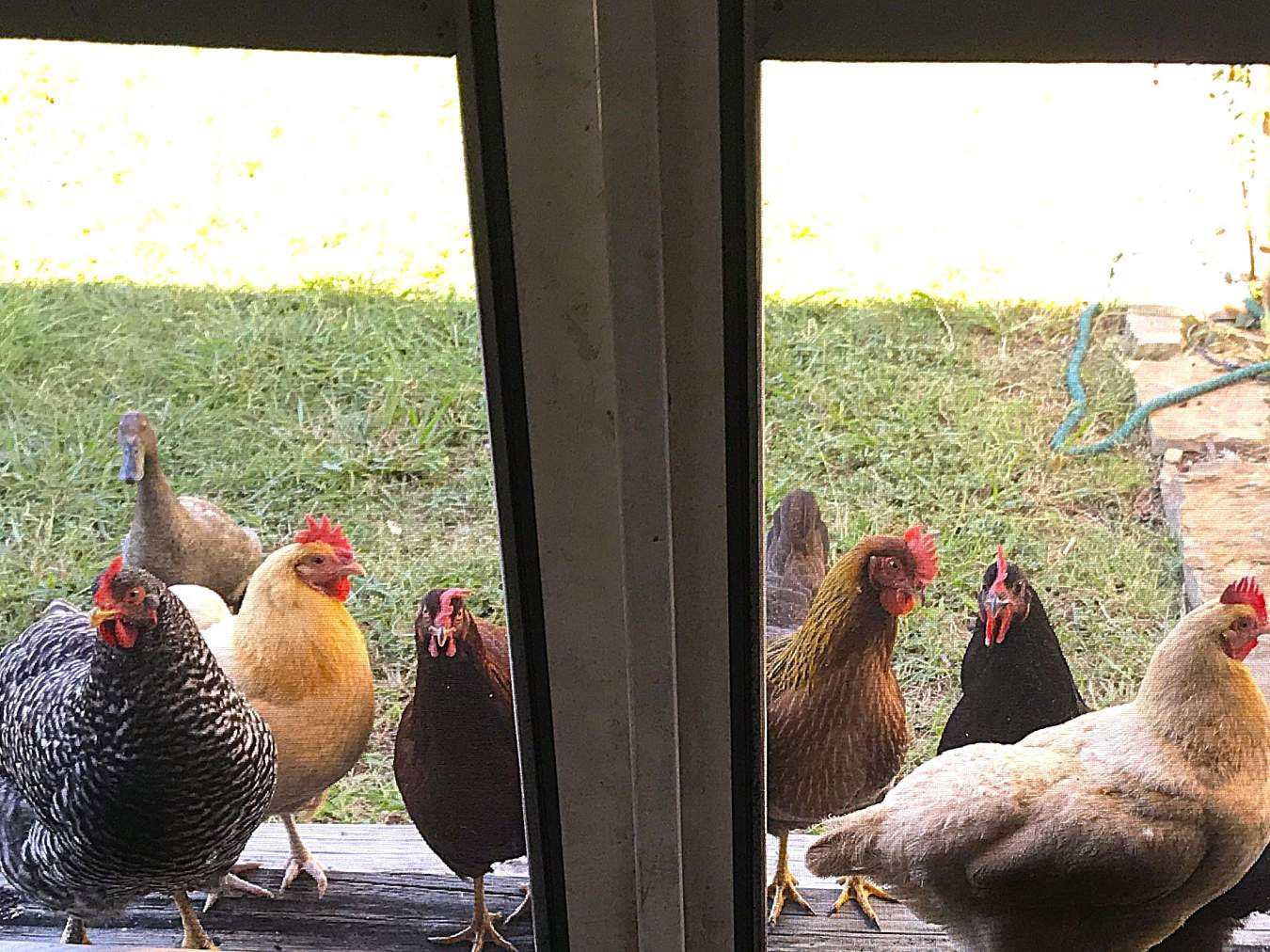 Colorful chickens wait at the screen door.