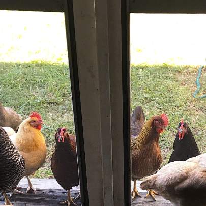 Colorful chickens wait at the screen door.