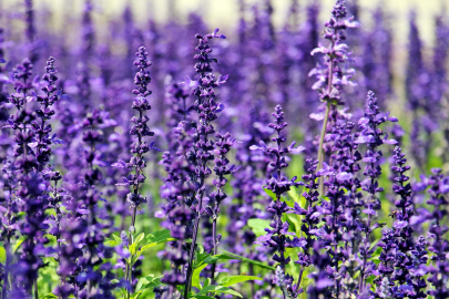 A field of purple lavender