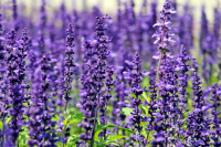 Tall growing field of purple lavender.