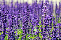 Hill Country Lavender Tall growing field of purple lavender.