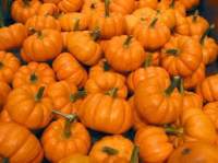 A large pile of bright, orange pumpkins