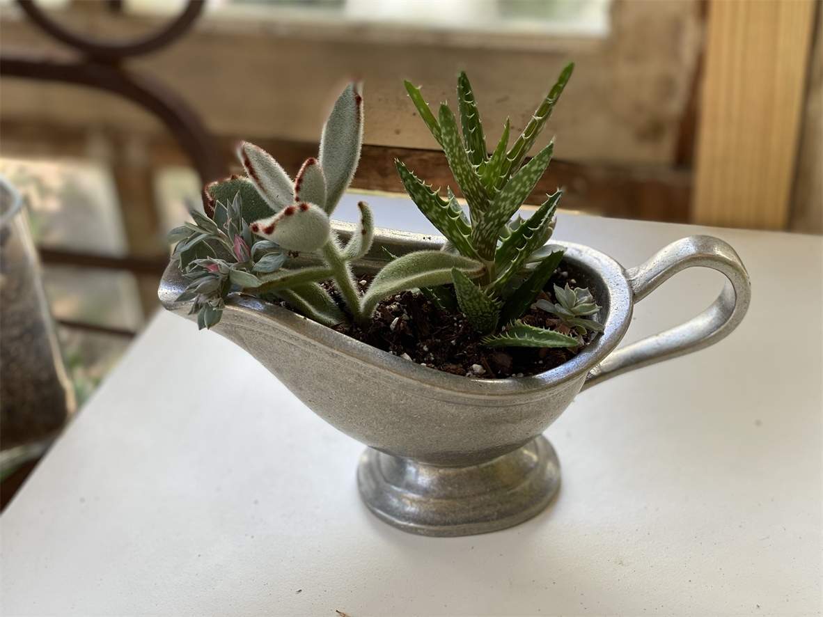 Succulents in a repurposed gravy boat.