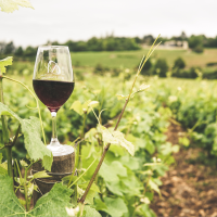A Texas Hill Country vineyard with ripening grapes. A glass of red wine in the foreground.