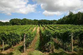 Rows of green grape vines. Luscious green trees in the background with a blue sky overhead and white, puffy clouds.