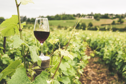 Rows of growing grapevines with hill country in the distance. The foreground has a glass of red wine sitting on the top of a  fence post.