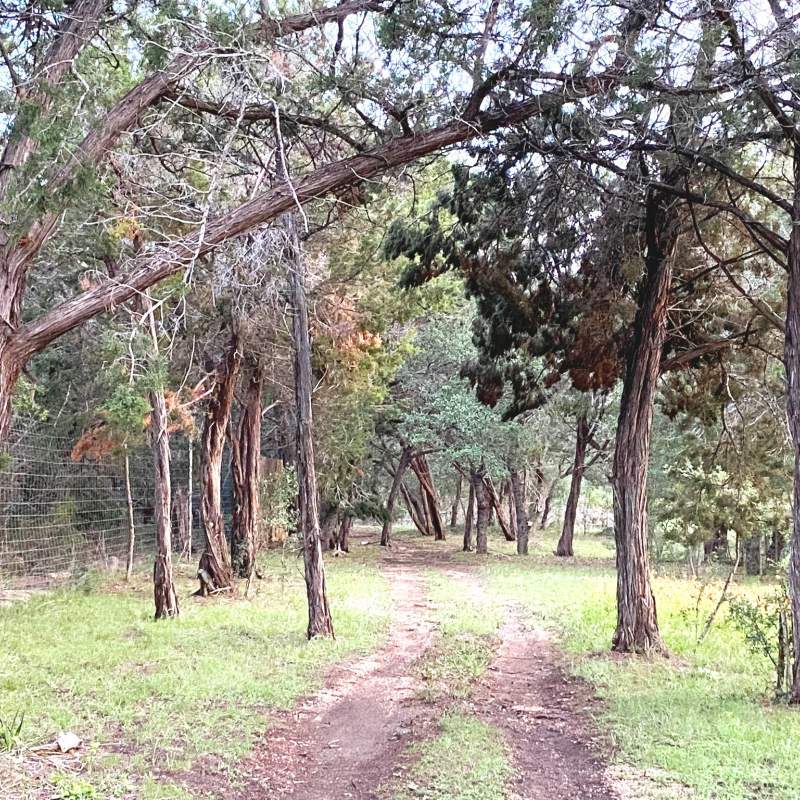 Section of the walking trail around the property perimeter. Large cedar and oak trees shade this part of the trail.